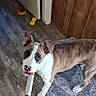 dog, brindle, white_fur, standing, indoors, chew_toy, toy, pet, animal, portrait, looking_at_camera, floppy_ears, wood_floor, rug, doorway, wood_paneling, home, playful, curious, natural_light