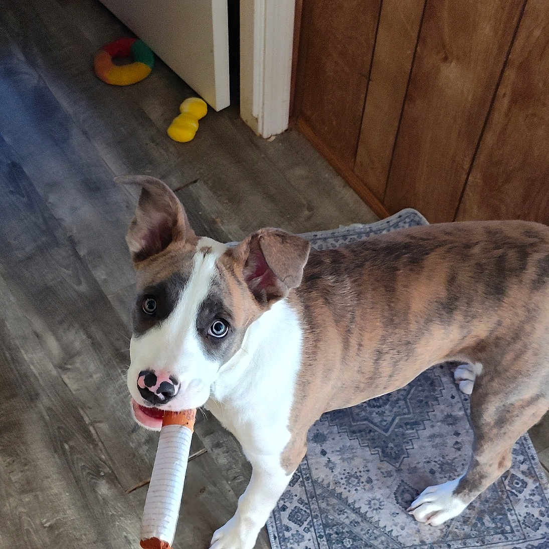 Clutch is registered to the contest to win money with this photo: dog, brindle, white_fur, standing, indoors, chew_toy, toy, pet, animal, portrait, looking_at_camera, floppy_ears, wood_floor, rug, doorway, wood_paneling, home, playful, curious, natural_light