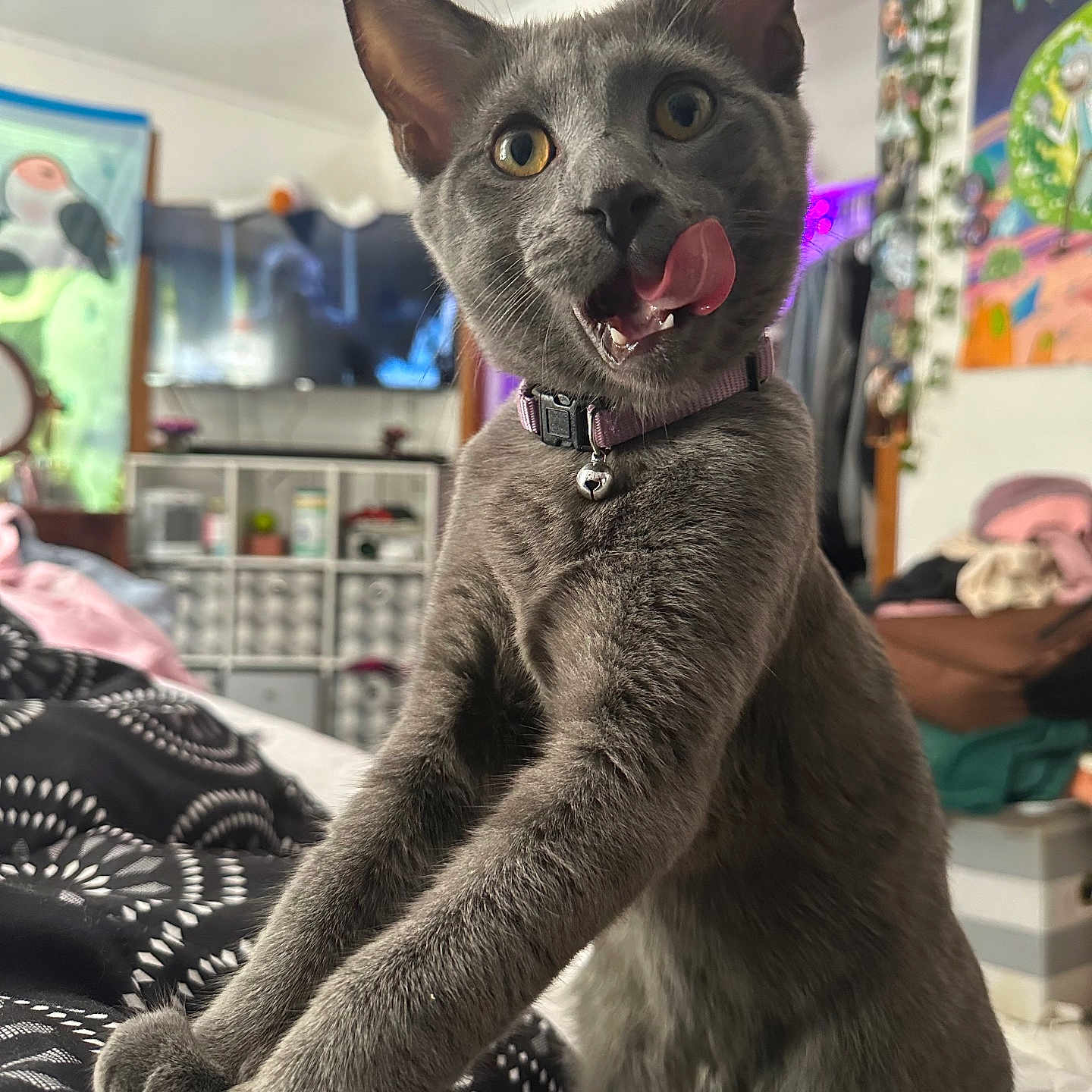 Pickle Pants is registered to the contest to win money with this photo: animal, baby, bird, bodypart, cat, computerhardware, electronics, face, furniture, hardware, head, indoors, monitor, mouth, penguin, person, pet, photography, portrait, screen