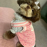 Pumpkin joined the competition — help win amazing prizes! dog, puppy, brown_fur, fluffy, bow, pearl_collar, pink_sweater, sweater, pet_fashion, cute, portrait, closeup, indoor, carpet, tilted_head, looking_up, eyes, nose, small_dog, cozy