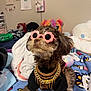 dog, small_dog, sunglasses, pink_accessory, gold_chain, sweater, pet_accessory, blanket, bed, plush_toy, stuffed_animal, bedroom, wall_art, poster, colorful, furry, cute, portrait, playful, cozy