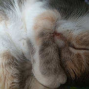 Mitten is registered to the contest to win money with this photo: cat, sleeping, paw, fur, close_up, cozy, rest, animal, pet, whiskers, cute, feline, peaceful, relaxed, soft, domestic_animal, warm, nap, face, covered