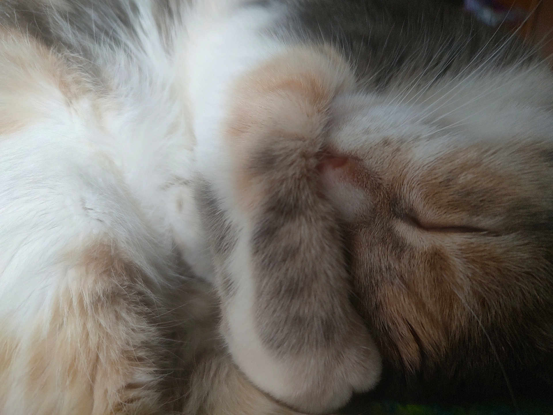 Mitten is registered to the contest to win money with this photo: cat, sleeping, paw, fur, close_up, cozy, rest, animal, pet, whiskers, cute, feline, peaceful, relaxed, soft, domestic_animal, warm, nap, face, covered