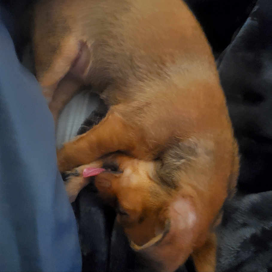 Daisy joined the competition — help win amazing prizes! animal, blanket, brown_dog, canine, close_up, companion_animal, cute, dog, domestic_animal, fur, fur_texture, indoor, lying_down, mammal, paw, pet, relaxed, resting, sleeping, tongue_out