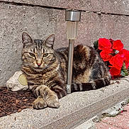Téquila participe au concours pour gagner de l'argent avec cette photo : animal, cat, closeup, concrete, daylight, flower, fur, garden, nature, outdoor, paw, pet, plant, red_flower, relaxed, resting, sidewalk, solar_light, tabby, whiskers