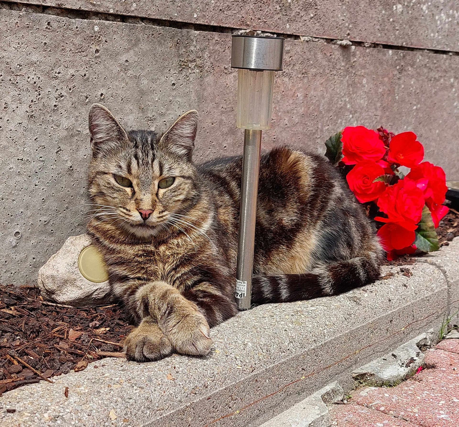 Téquila participe au concours pour gagner de l'argent avec cette photo : animal, cat, closeup, concrete, daylight, flower, fur, garden, nature, outdoor, paw, pet, plant, red_flower, relaxed, resting, sidewalk, solar_light, tabby, whiskers