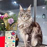 Milo is registered to the contest to win money with this photo: cat, maine_coon, long_hair, feline, pet, cat_face, whiskers, green_eyes, tail, fur, bouquet, flowers, vase, greeting_card, card, window, reflection, indoor, countertop, portrait