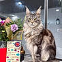 Milo is registered to the contest to win money with this photo: cat, maine_coon, long_hair, feline, pet, cat_face, whiskers, green_eyes, tail, fur, bouquet, flowers, vase, greeting_card, card, window, reflection, indoor, countertop, portrait