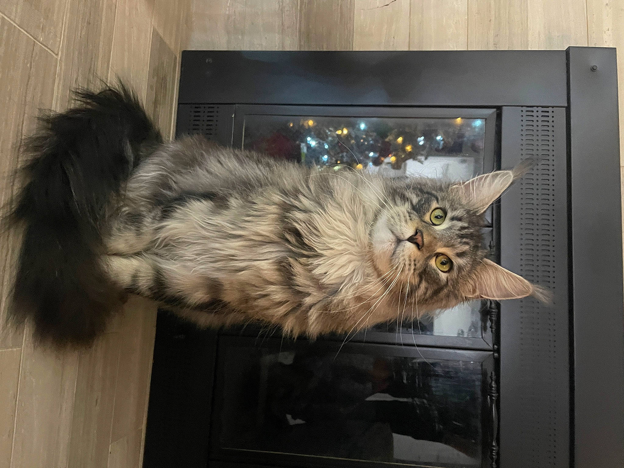 Milo joined the competition — help win amazing prizes! carnivore, cat, claw, domestic_short_haired_cat, felidae, fur, gas, maine_coon, paw, picture_frame, small_to_medium_sized_cats, tail, terrestrial_animal, whiskers