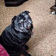 Tinkerbell is registered to the contest to win money with this photo: dog, pug, black_dog, pet, carpet, indoor, furniture, blanket, floor, animal, canine, cute, sitting, looking_up, companion, domestic, portrait, eyes, ears, collar