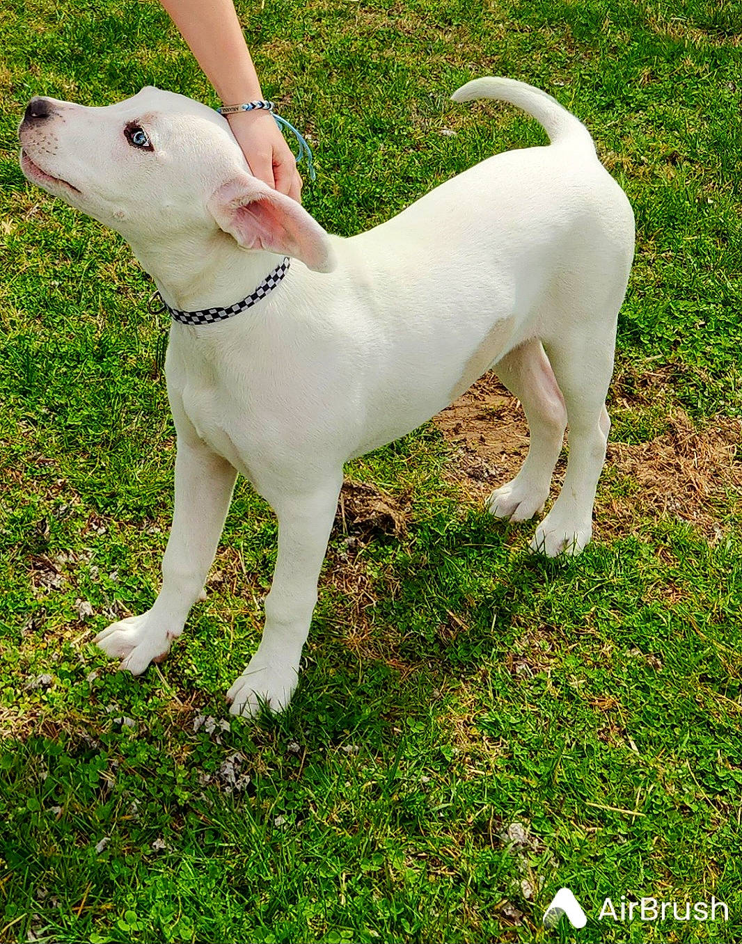 Hank is registered to the contest to win money with this photo: ancient_dog_breeds, carnivore, collar, companion_dog, dog, dog_breed, dog_collar, dogo_guatemalteco, fashion_accessory, fawn, grass, non_sporting_group, plant, snout, tail, terrestrial_animal, terrier, working_animal