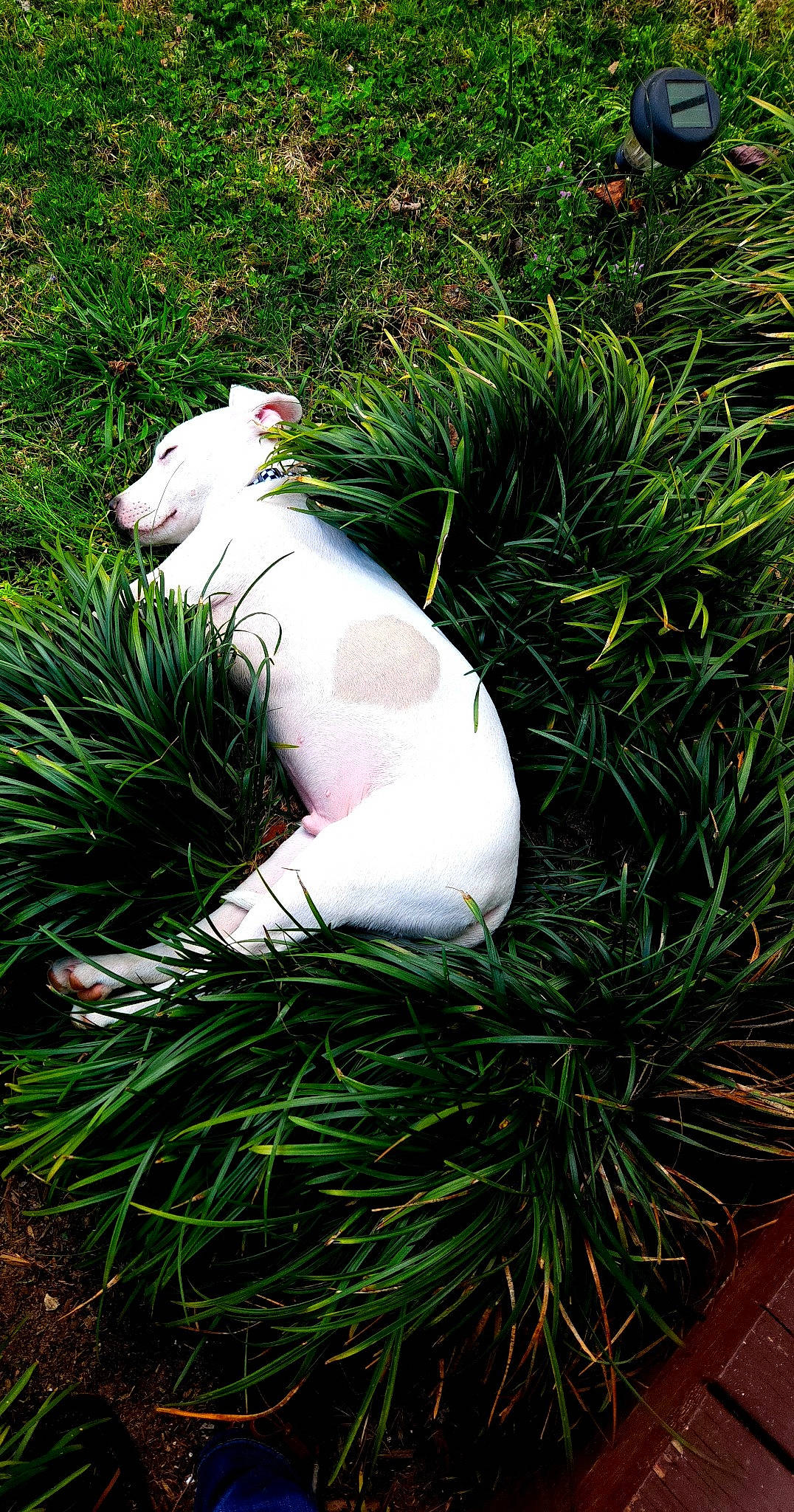 Hank is registered to the contest to win money with this photo: canidae, companion_dog, conifer, dog_breed, evergreen, fawn, garden, grass, grass_family, herb, livestock, pasture, plant, snout, sporting_group, tail, terrestrial_animal, tree, whiskers, wildlife