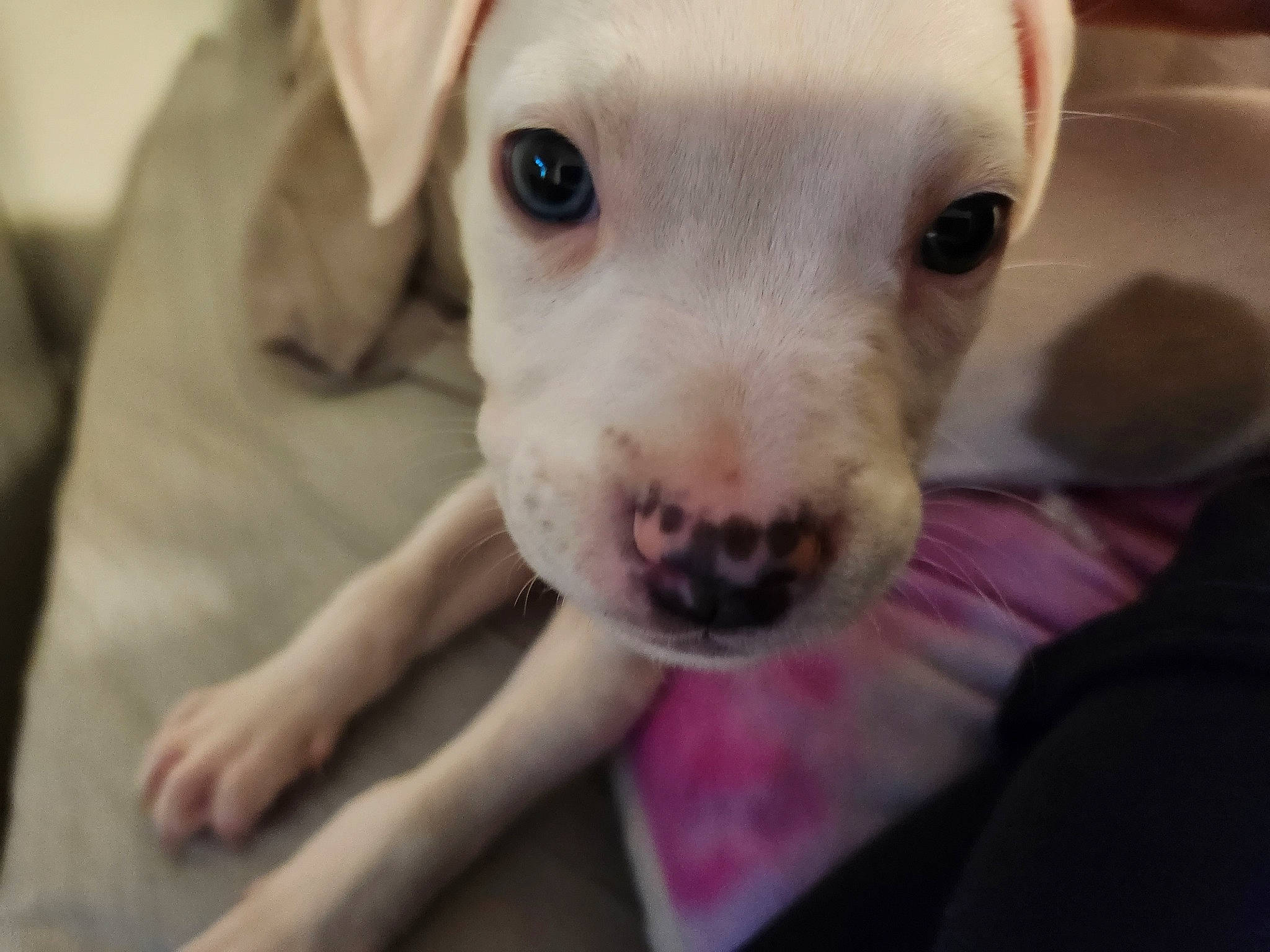 Hank is registered to the contest to win money with this photo: canidae, carnivore, companion_dog, dog, dog_breed, dogo_argentino, dogo_guatemalteco, ear, fawn, fur, no_expression, paw, puppy_love, snout, sporting_group, street_dog, terrestrial_animal, toy_dog, whiskers, working_animal