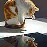 cat, orange_and_white, tabby, feline, grooming, licking_paw, sitting, reflection, mirror, sunlight, shadow, indoor, table, glossy_surface, portrait, close_up, fur, whiskers, playful, animal