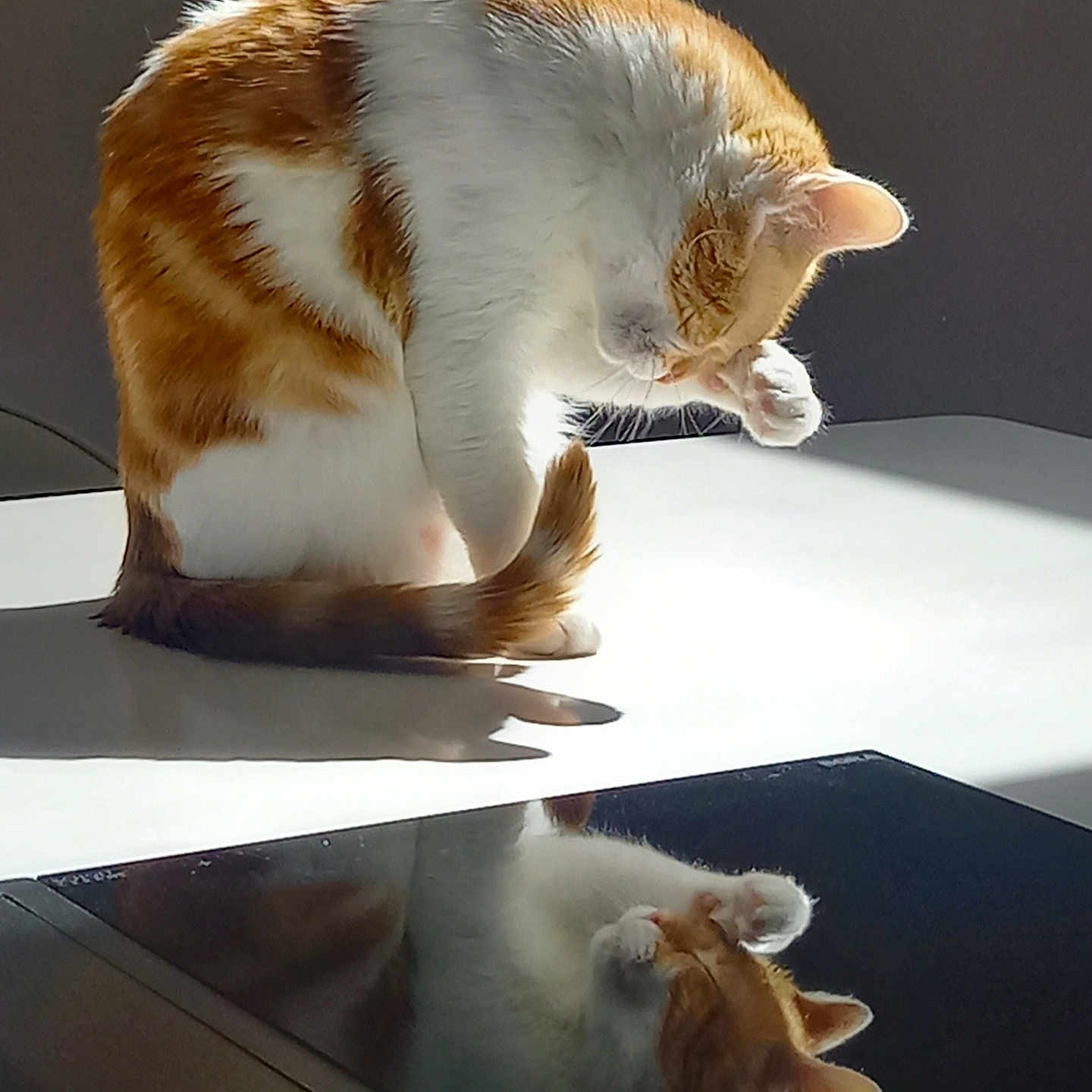 Vox joined the competition — help win amazing prizes! cat, orange_and_white, tabby, feline, grooming, licking_paw, sitting, reflection, mirror, sunlight, shadow, indoor, table, glossy_surface, portrait, close_up, fur, whiskers, playful, animal