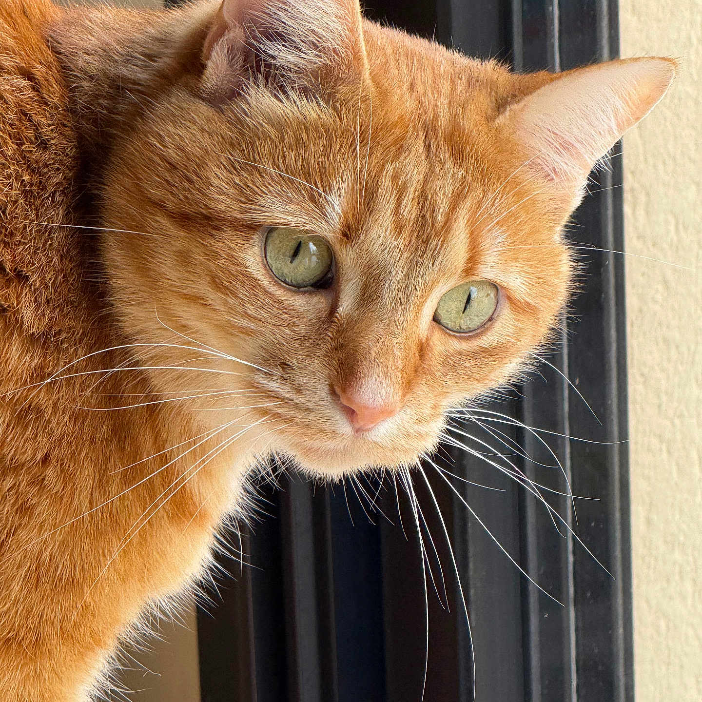 Câline participe au concours pour gagner de l'argent avec cette photo : abyssinian, animal, cat, kitten, manx, pet