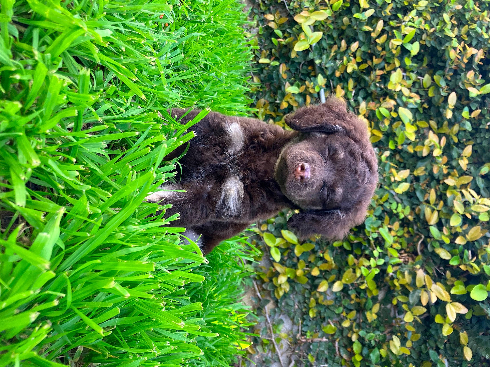 Charlie is registered to the contest to win money with this photo: art, canidae, common_chimpanzee, dog_breed, forest, fur, garden, grass, groundcover, jungle, liver, plant, primate, rainforest, snout, sporting_group, terrestrial_animal, terrestrial_plant, wildlife, working_animal