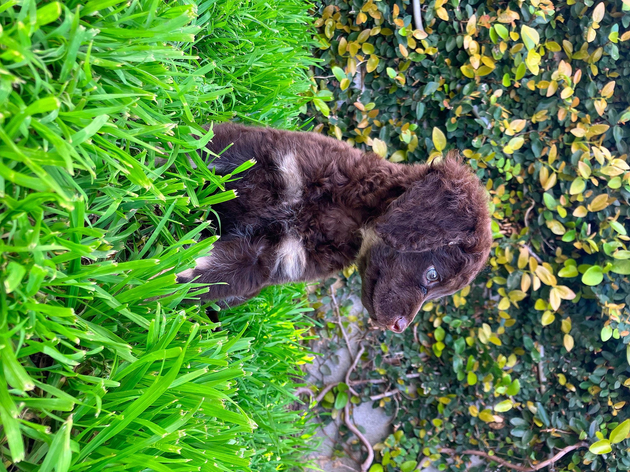 Charlie joined the competition — help win amazing prizes! botany, carnivore, cat, dog_breed, felidae, fur, grass, groundcover, herb, pattern, plant, shrub, small_to_medium_sized_cats, snout, soil, sporting_group, terrestrial_animal, terrestrial_plant, whiskers, working_animal