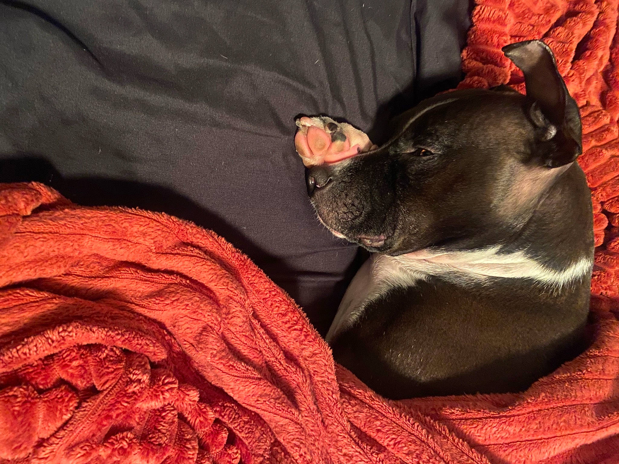 Jolie joined the competition — help win amazing prizes! carnivore, comfort, companion_dog, couch, dog, dog_breed, ear, fawn, felidae, fur, grey, human_body, human_leg, leg, small_to_medium_sized_cats, snout, sporting_group, tints_and_shades, toy_dog, whiskers