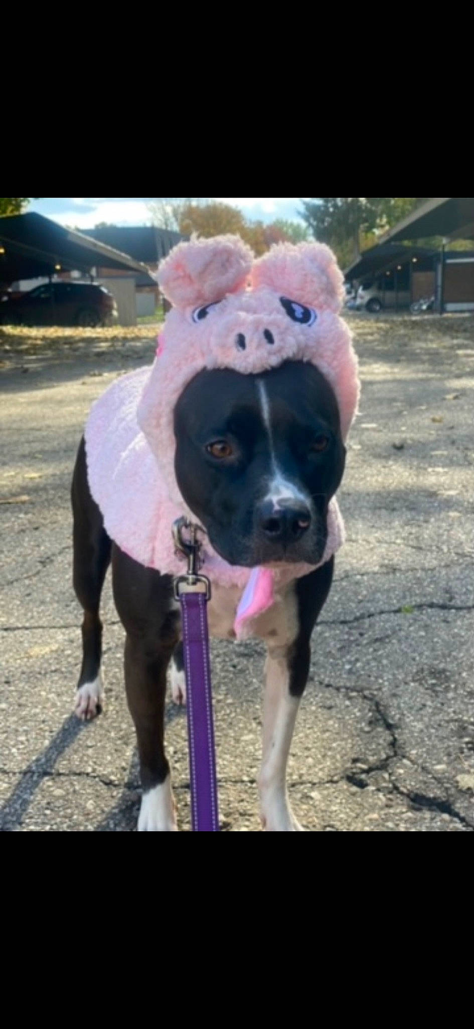 Jolie is registered to the contest to win money with this photo: ball, canidae, carnivore, collar, companion_dog, dog, dog_breed, dog_collar, dog_walking, fashion_accessory, fawn, leash, magenta, paw, plant, pointing_breed, snout, sporting_group, tail, working_animal