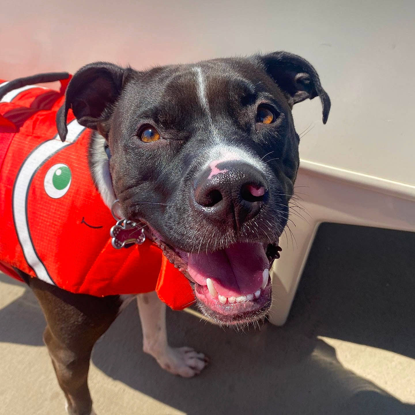 Jolie is registered to the contest to win money with this photo: canidae, carnivore, collar, companion_dog, dog, dog_breed, dog_clothes, dog_collar, dog_supply, eye, fashion_accessory, fawn, leash, paw, pet_supply, snout, sporting_group, whiskers, working_animal, working_dog