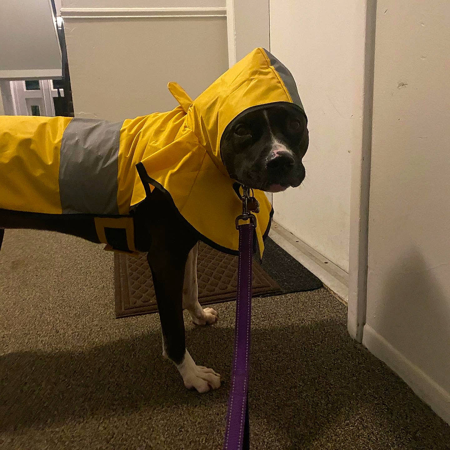 Jolie is registered to the contest to win money with this photo: canidae, carnivore, collar, companion_dog, dog, dog_breed, dog_clothes, dog_supply, door, event, fawn, fixture, flooring, hat, pet_supply, sleeve, snout, sporting_group, sunglasses, working_animal