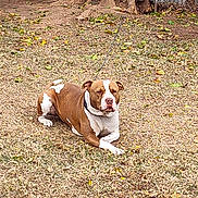 Jackie joined the competition — help win amazing prizes! dog, brown_and_white_dog, pitbull_type, pet, grass, yard, tree, fence, collar, leash, red_bucket, autumn_leaves, sitting, resting, outdoors, tree_trunk, chain, calm, portrait, ground