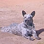 dog, canine, pet, lying_down, outdoor, sand_ground, dirt, speckled_coat, short_fur, upright_ears, attentive, shadow, sunlight, relaxed, muzzle, paws, single_animal, portrait, close_up, grassy_patch