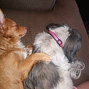 Cowboy is registered to the contest to win money with this photo: dog, canine, sleeping, cuddle, paw, collar, pink_collar, brown_fur, white_fur, gray_fur, sofa, couch, indoor, pet, nap, cozy, companion, friendship, close_up, resting