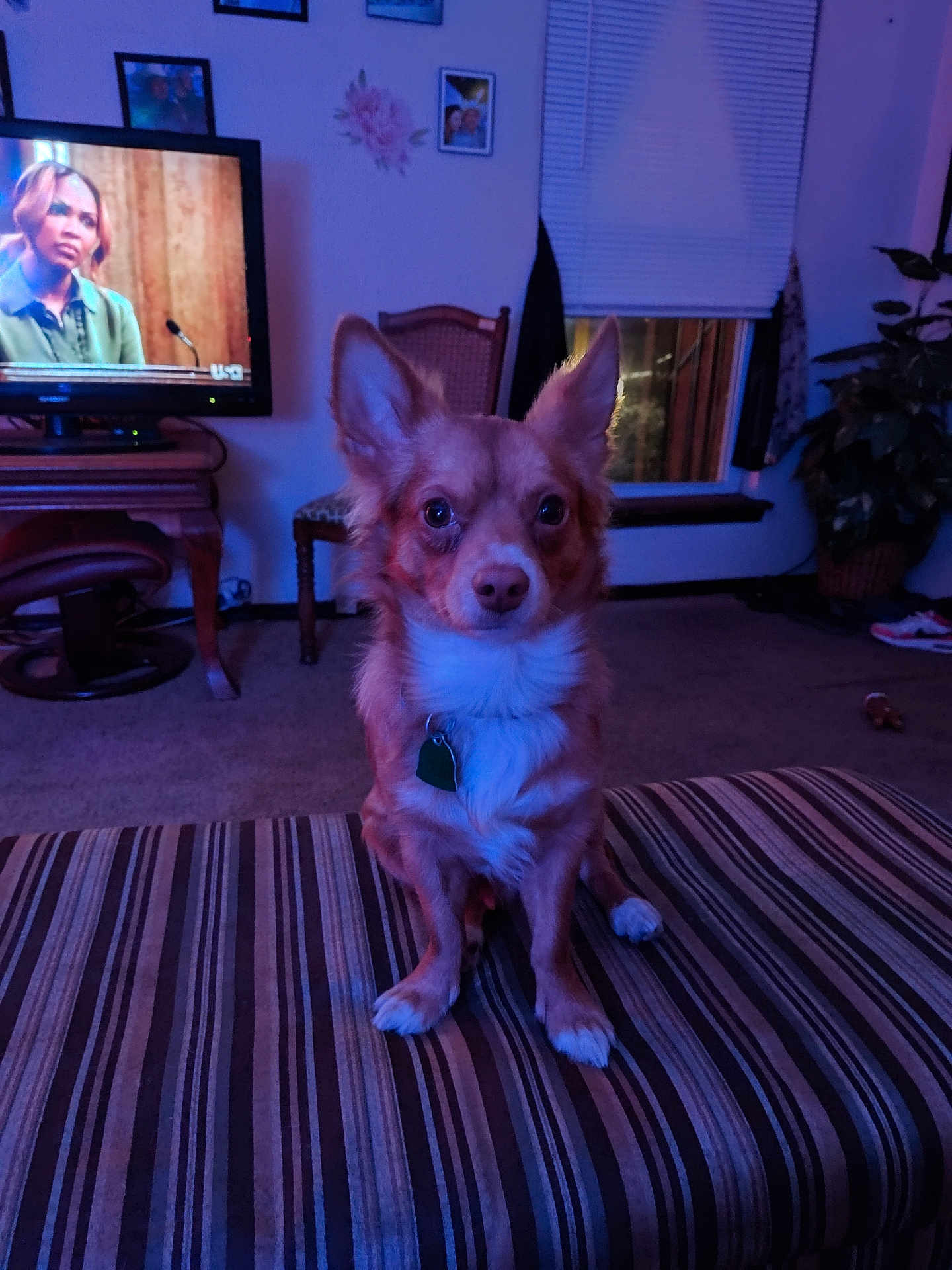 Cowboy joined the competition — help win amazing prizes! dog, small_dog, pet, chihuahua_mix, living_room, ottoman, striped_fabric, television, tv_show, chair, plant, window, blinds, framed_photos, carpet, collar, pet_tag, alert, ears_up, indoor