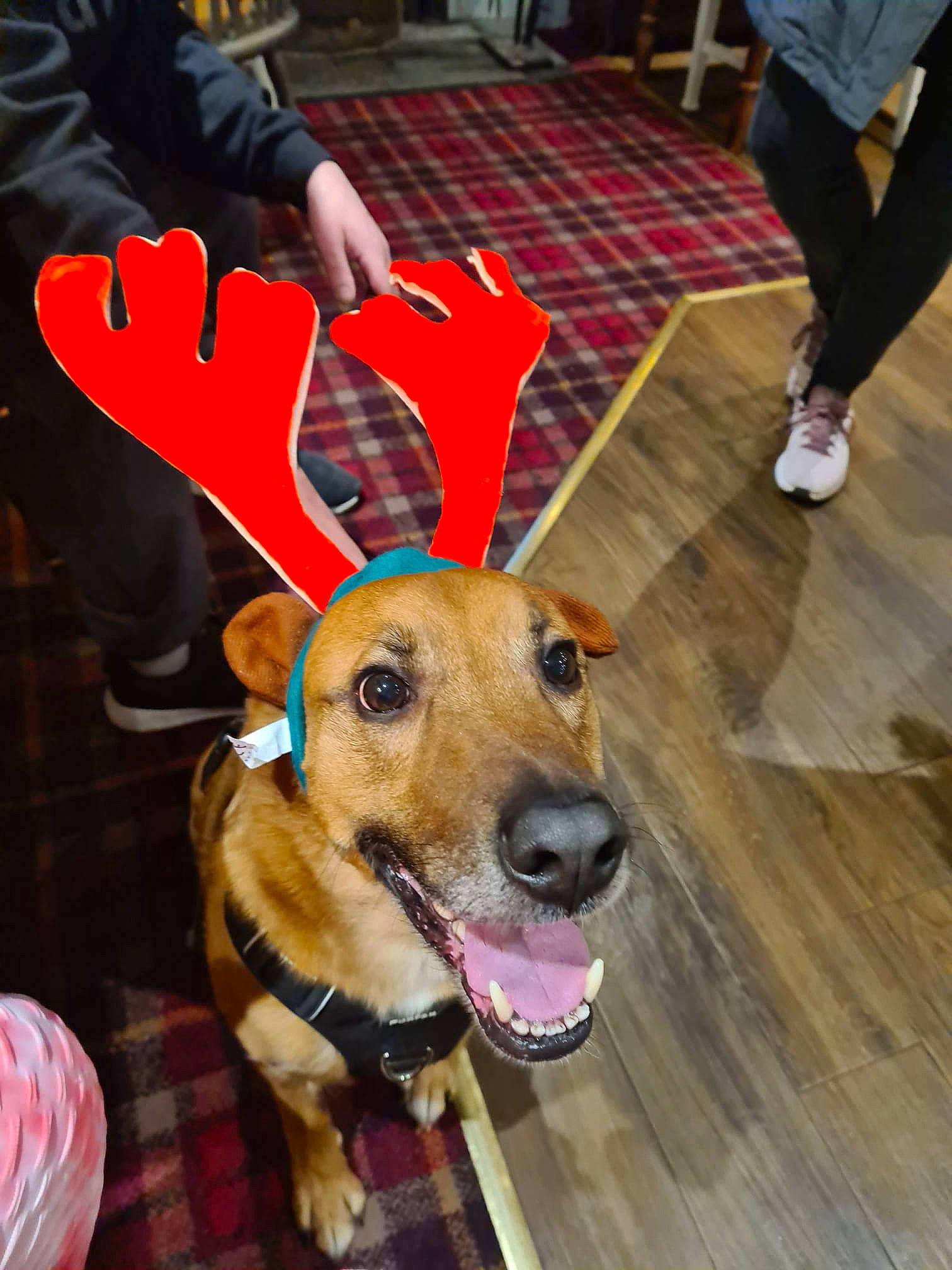 Rocky joined the competition — help win amazing prizes! carnivore, chair, collar, companion_dog, dog, dog_breed, dog_clothes, dog_collar, dog_supply, event, fawn, flooring, fun, hardwood, leash, photograph, snout, whiskers, wood, working_animal