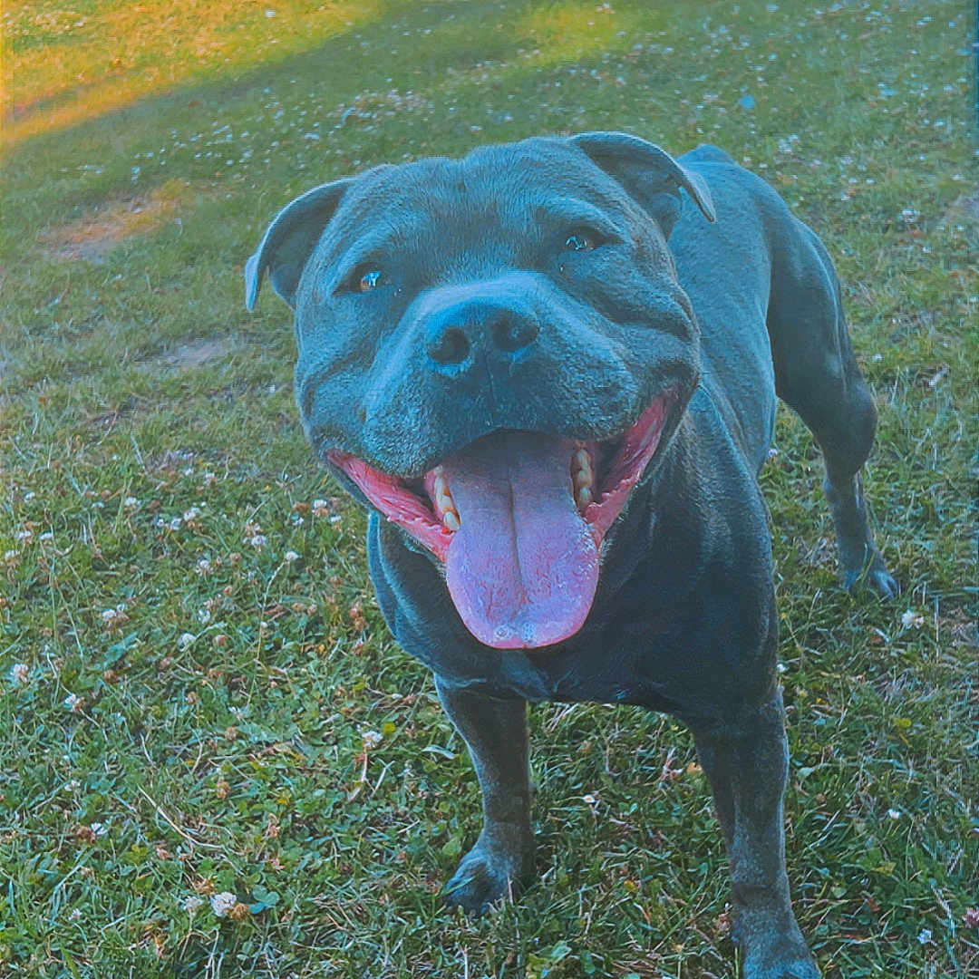 Simba a rejoint le concours — aidez-le/la à gagner de superbes lots ! animal, ball, canine, daytime, dog, exercise, field, fun, grass, greenery, happy, nature, outdoor, park, pet, playful, sport, summer, sunlight, tongue