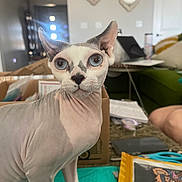 Freya joined the competition — help win amazing prizes! sphynx_cat, blue_eyes, hairless_cat, indoor, cat, pet, animal, curious, mat, box, furniture, couch, laptop, paper, living_room, wrinkles, ears, whiskers, closeup, domestic