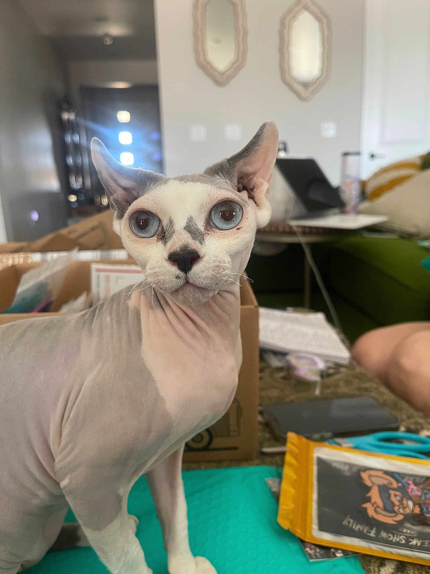 Freya joined the competition — help win amazing prizes! sphynx_cat, blue_eyes, hairless_cat, indoor, cat, pet, animal, curious, mat, box, furniture, couch, laptop, paper, living_room, wrinkles, ears, whiskers, closeup, domestic
