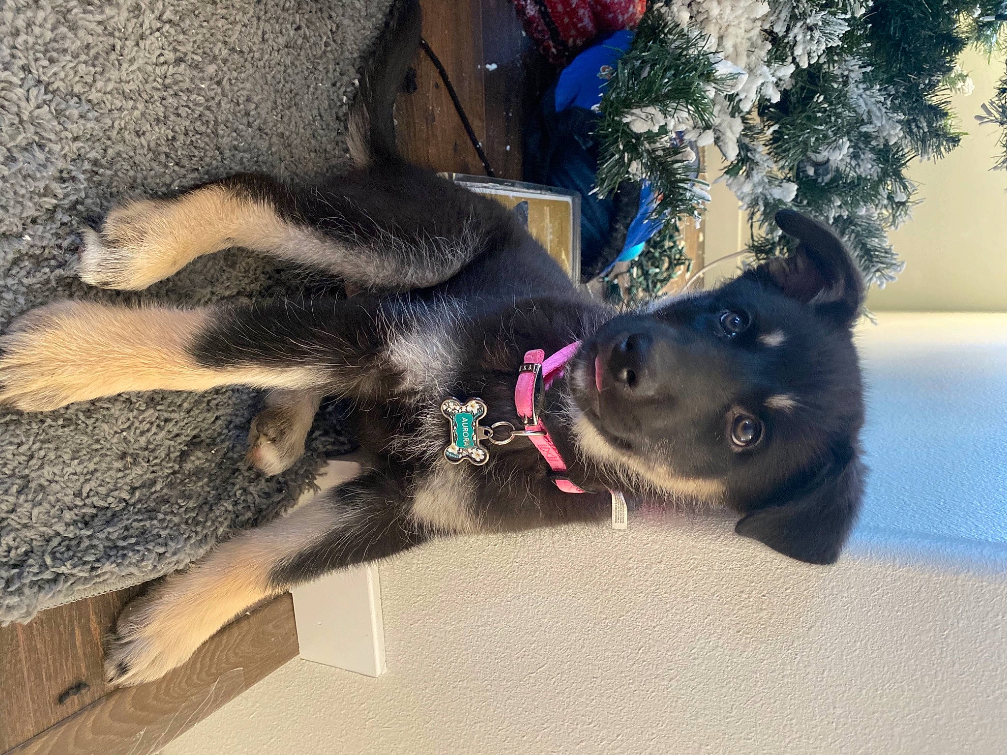 Aurora joined the competition — help win amazing prizes! canidae, carnivore, christmas_decoration, collar, companion_dog, dog, dog_breed, dog_collar, dog_supply, fur, leash, ornament, pet_supply, police_dog, snout, sporting_group, vertebrate, working_animal, working_dog