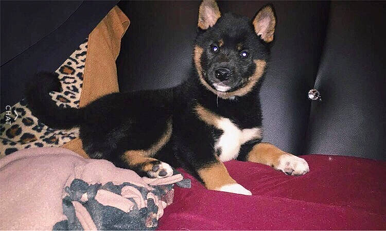 Raynee joined the competition — help win amazing prizes! canidae, carnivore, carpet, comfort, companion_dog, dog, dog_breed, dog_supply, fur, home_accessories, linens, paw, pet_supply, pillow, snout, sporting_group, tongue, vertebrate, working_animal, working_dog