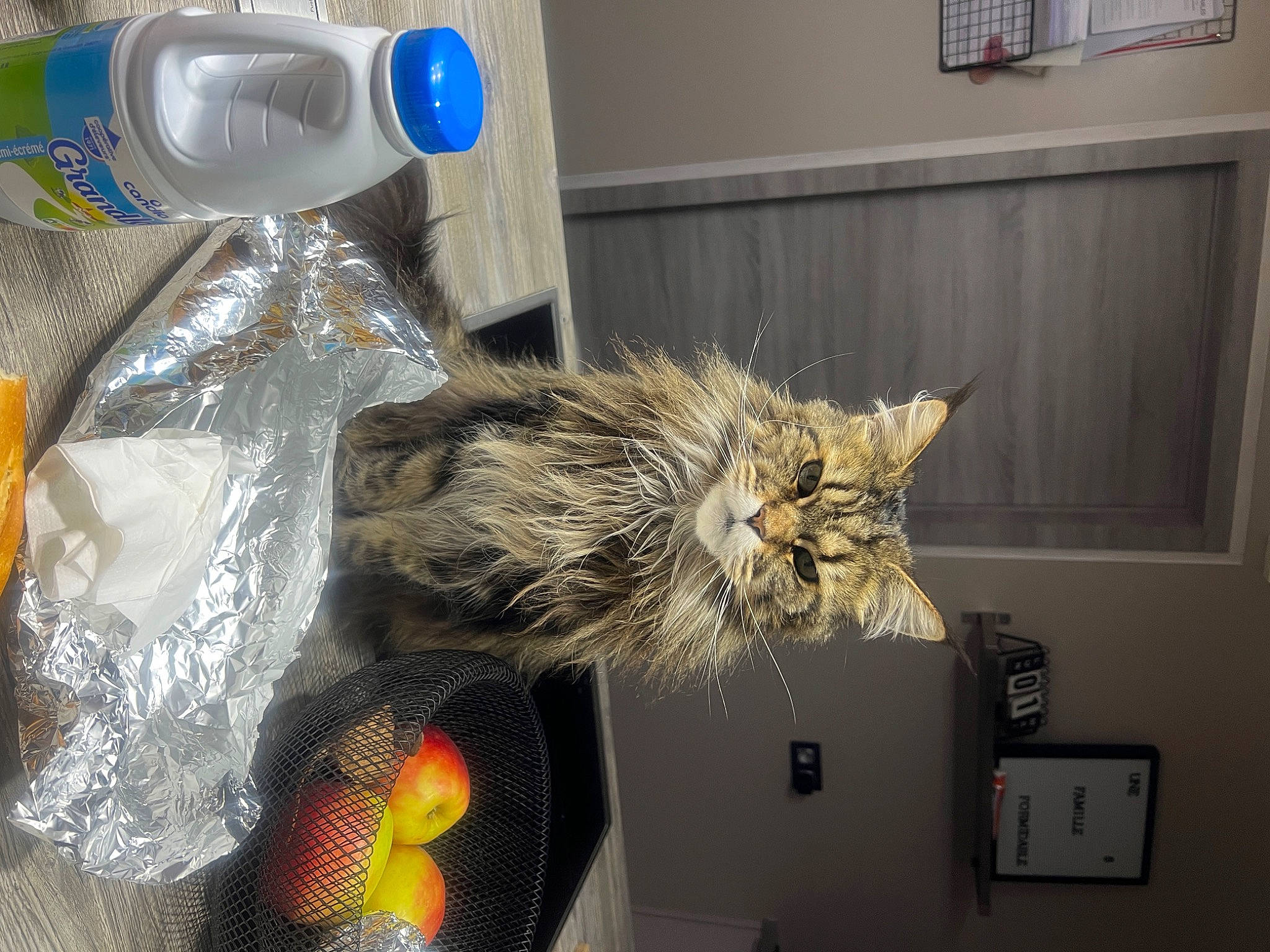 Parvati a rejoint le concours — aidez-le/la à gagner de superbes lots ! box, canidae, cardboard, cat, claw, domestic_short_haired_cat, door, event, felidae, fur, metal, plastic, plastic_bag, small_to_medium_sized_cats, tail, whiskers, window, wood