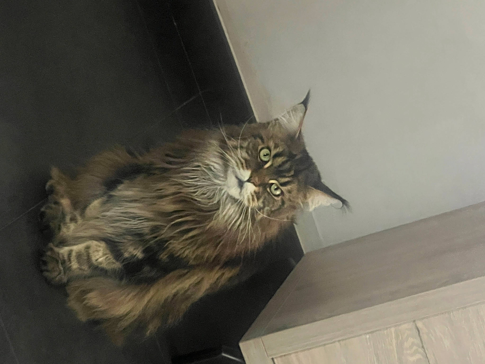 Parvati a rejoint le concours — aidez-le/la à gagner de superbes lots ! box, carnivore, cat, claw, domestic_short_haired_cat, felidae, fur, maine_coon, paw, peripheral, small_to_medium_sized_cats, snout, tail, terrestrial_animal, whiskers, wood