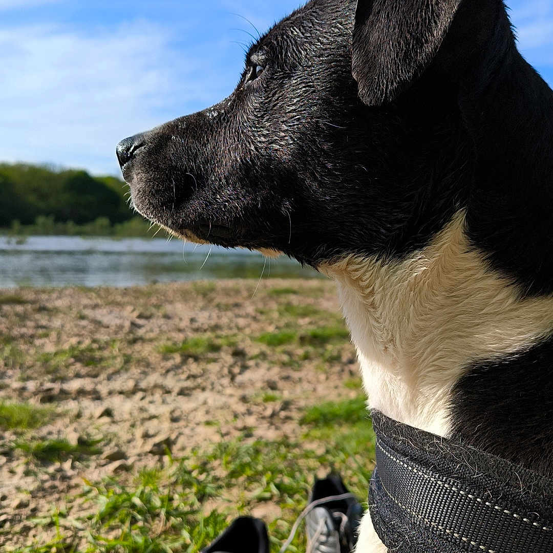 Nina participe au concours pour gagner de l'argent avec cette photo : accessories, alloywheel, animal, canine, car, carwheel, clothing, dog, footwear, machine, pet, puppy, runningshoe, shoe, sneaker, spoke, tire, transportation, vehicle, wheel