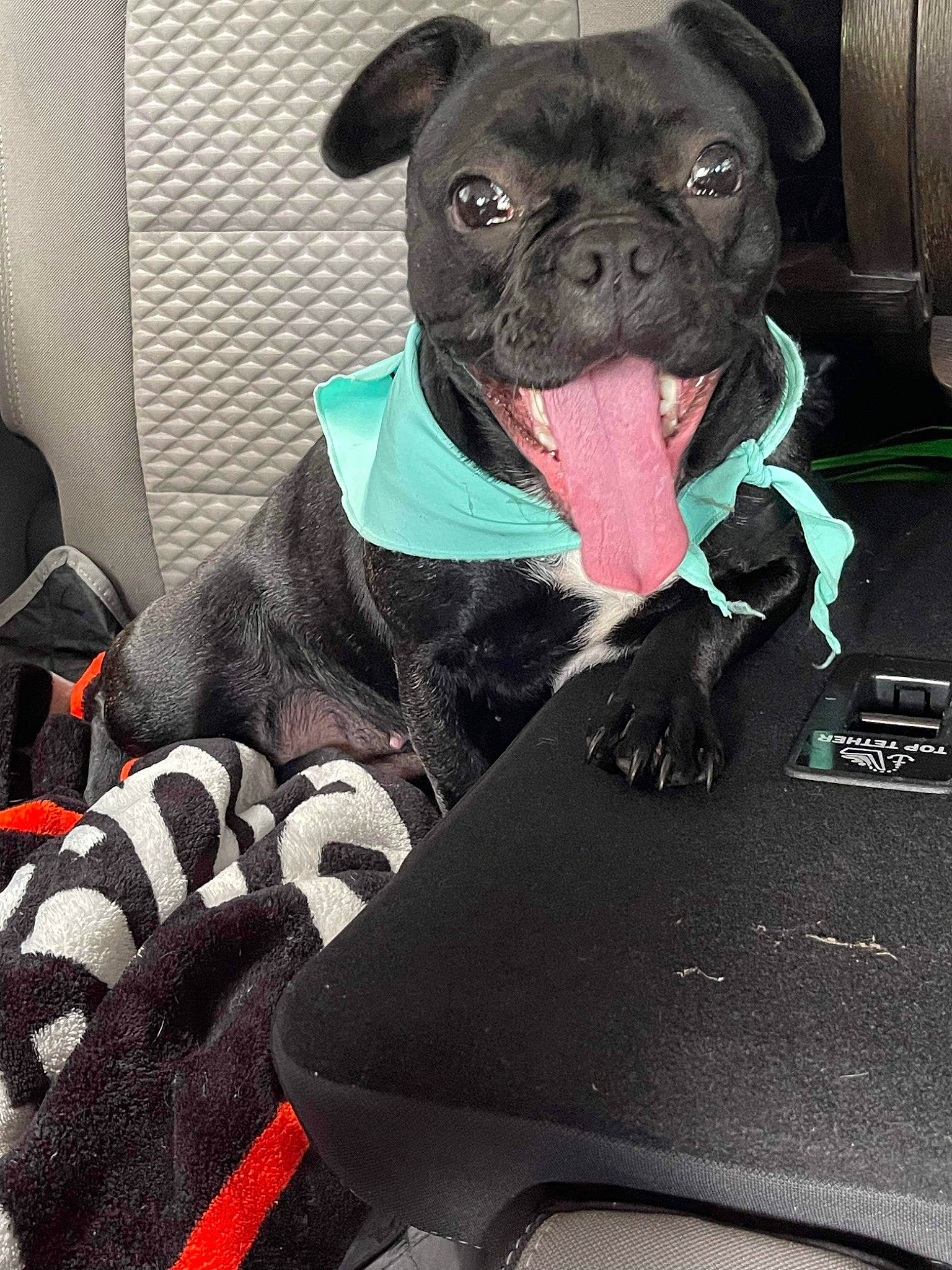 Shelby is registered to the contest to win money with this photo: bag, carnivore, collar, comfort, companion_dog, dog, dog_breed, dog_clothes, dog_collar, dog_supply, fawn, fur, luggage_and_bags, personal_protective_equipment, pug, sleeve, snout, toy_dog, whiskers, working_animal