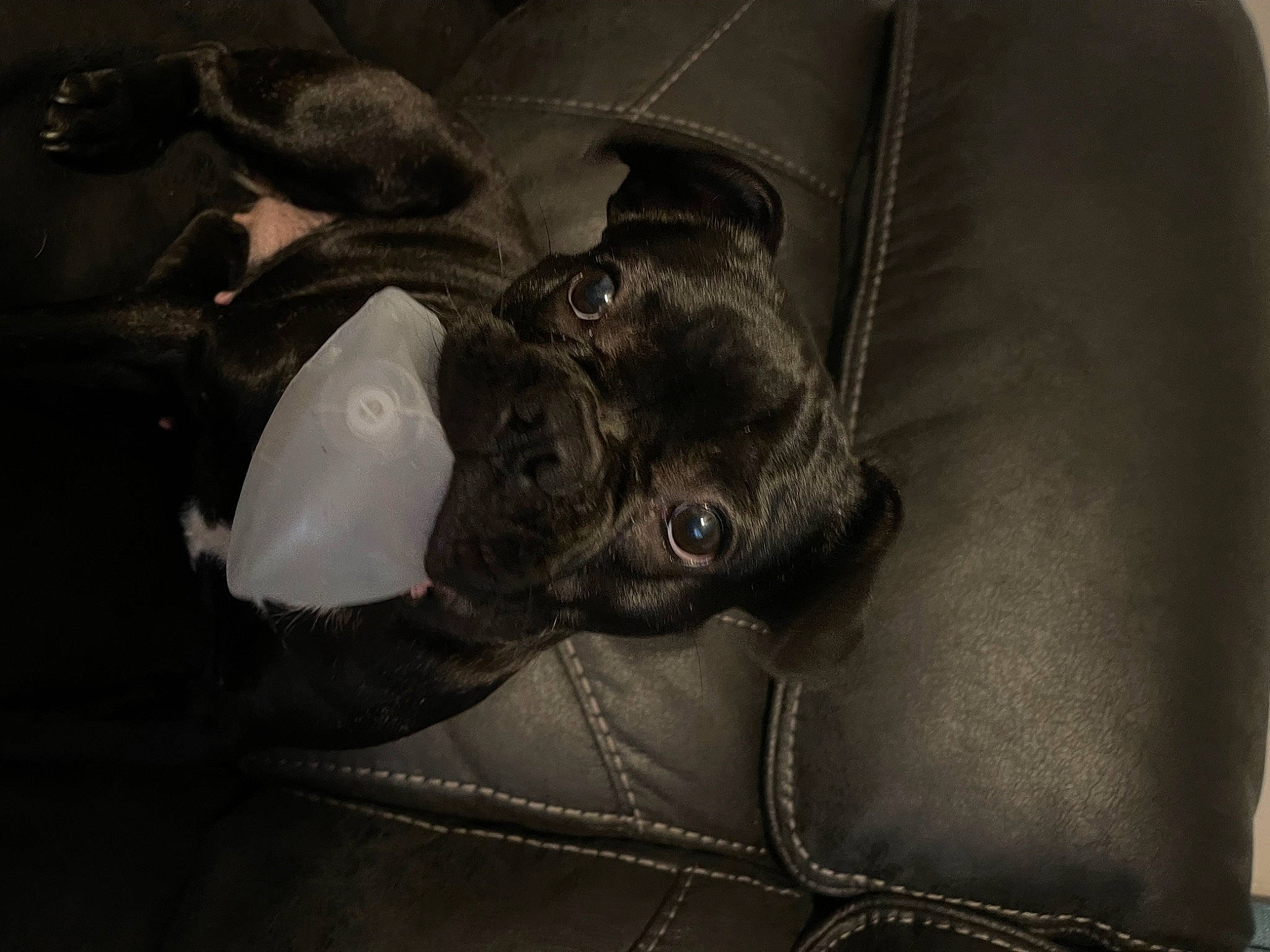 Shelby is registered to the contest to win money with this photo: bag, baggage, bat, brown, comfort, darkness, dog_breed, fashion_accessory, fur, grey, leather, luggage_and_bags, metal, monochrome, monochrome_photography, pattern, personal_protective_equipment, still_life_photography, whiskers, working_animal