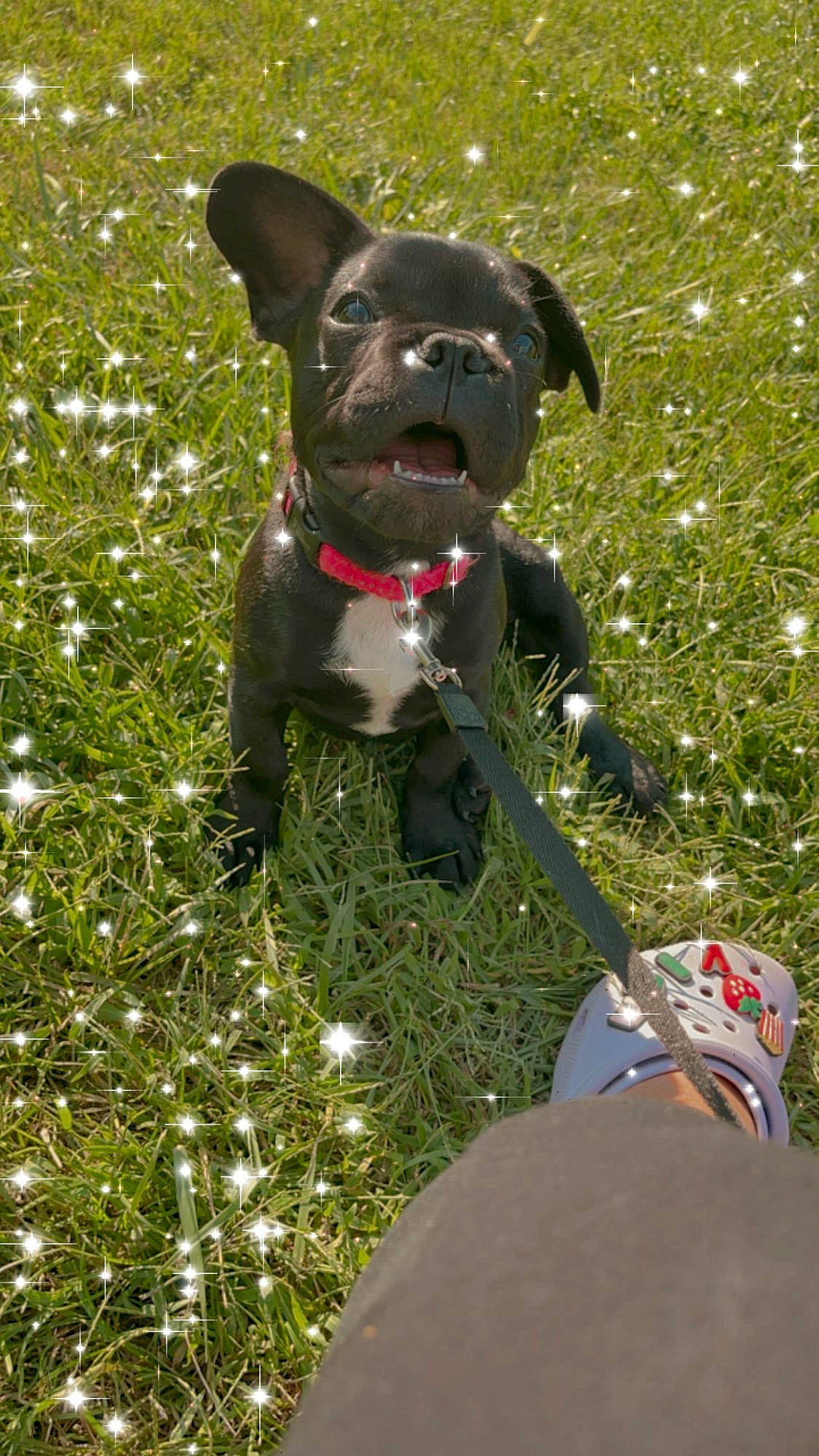 Shelby is registered to the contest to win money with this photo: bulldog, canidae, carnivore, collar, companion_dog, dog, dog_breed, dog_collar, fashion_accessory, fawn, flower, grass, leash, molosser, plant, sporting_group, tail, toy_dog, whiskers, working_animal