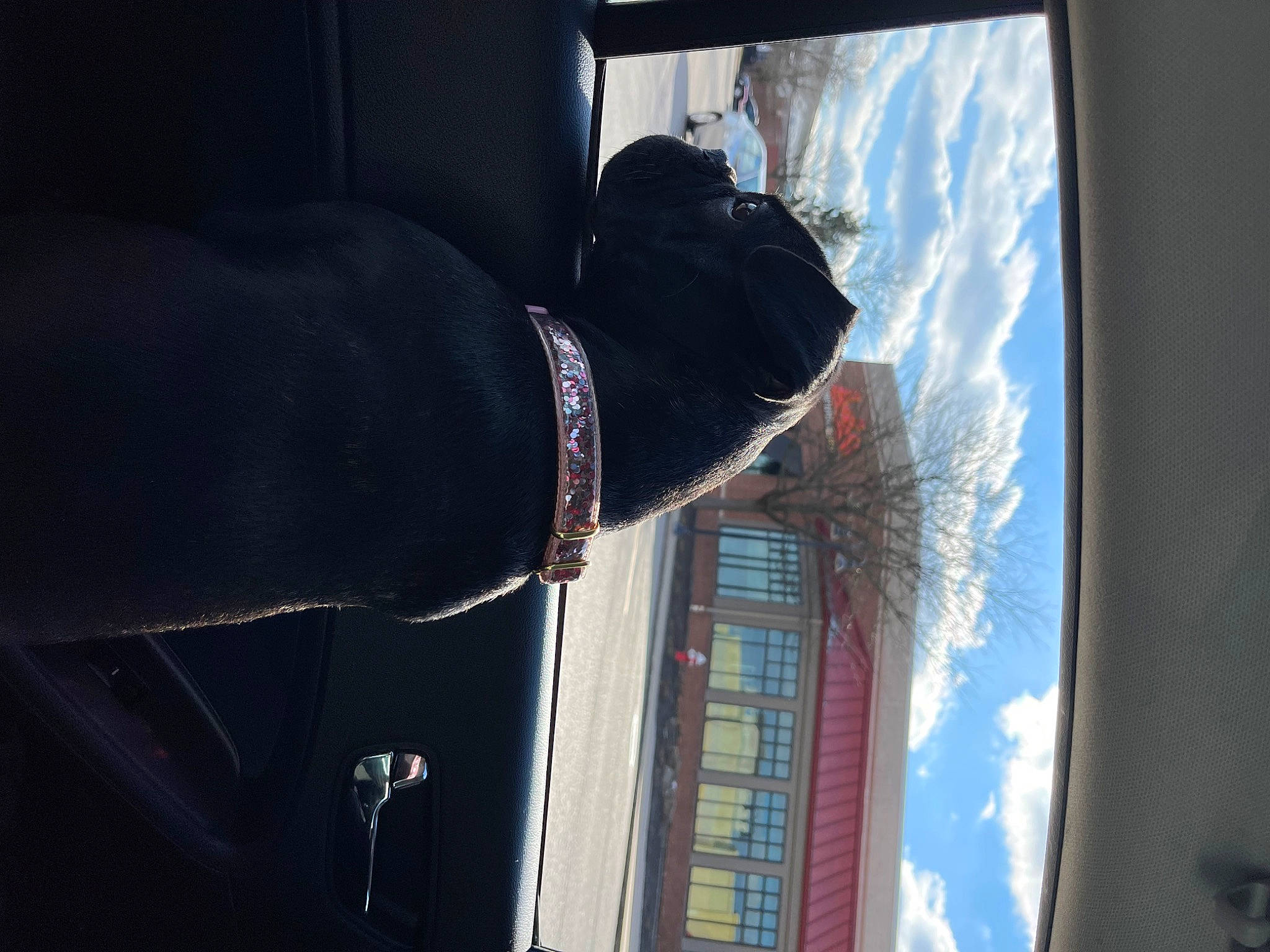 Shelby joined the competition — help win amazing prizes! building, darkness, daylighting, facade, fur, gesture, glass, house, reflection, room, sash_window, shadow, sky, sporting_group, tail, tints_and_shades, tree, vehicle_door, window, window_treatment