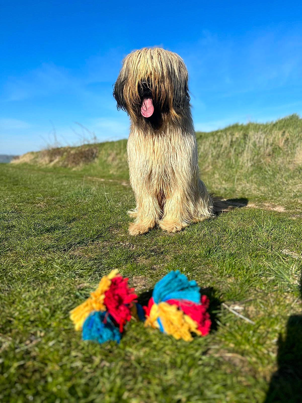 Saiko a rejoint le concours — aidez-le/la à gagner de superbes lots ! canidae, carnivore, companion_dog, dog, dog_breed, electric_blue, grass, grassland, herding_dog, landscape, mountain, pasture, people_in_nature, plant, prairie, sky, small_terrier, sporting_group, terrier, water_dog