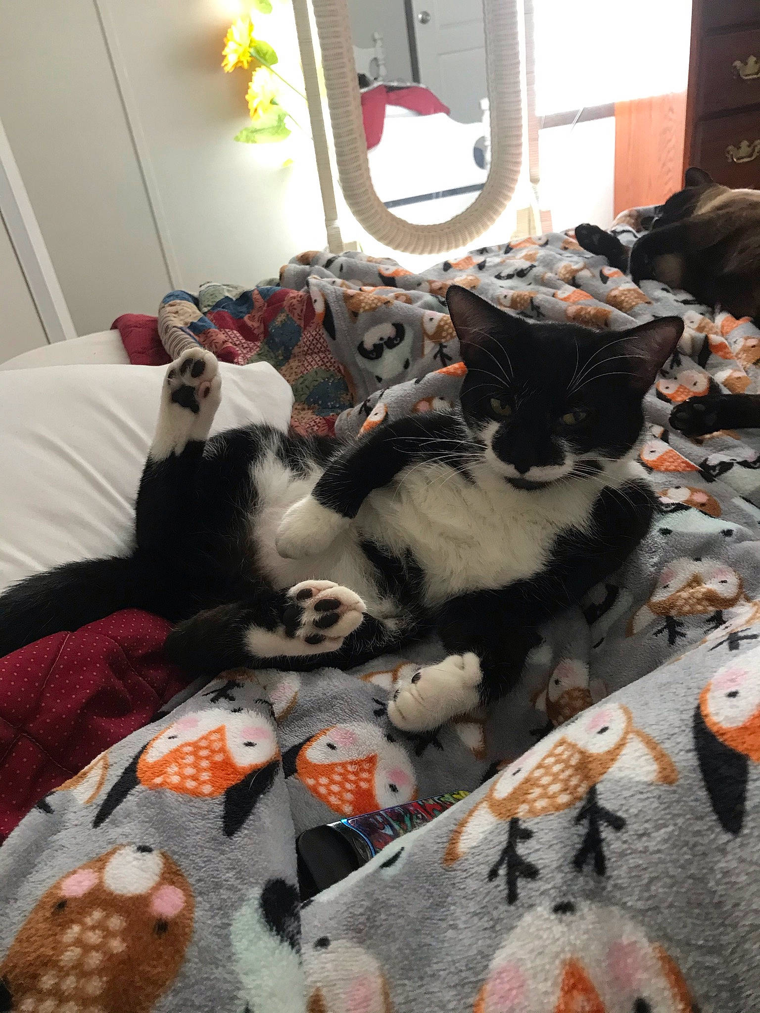 Maisy joined the competition — help win amazing prizes! bombay, carnivore, cat, comfort, domestic_short_haired_cat, event, felidae, fur, grey, linens, room, small_to_medium_sized_cats, sporting_group, tail, toy, tree, whiskers, white, window, window_blind