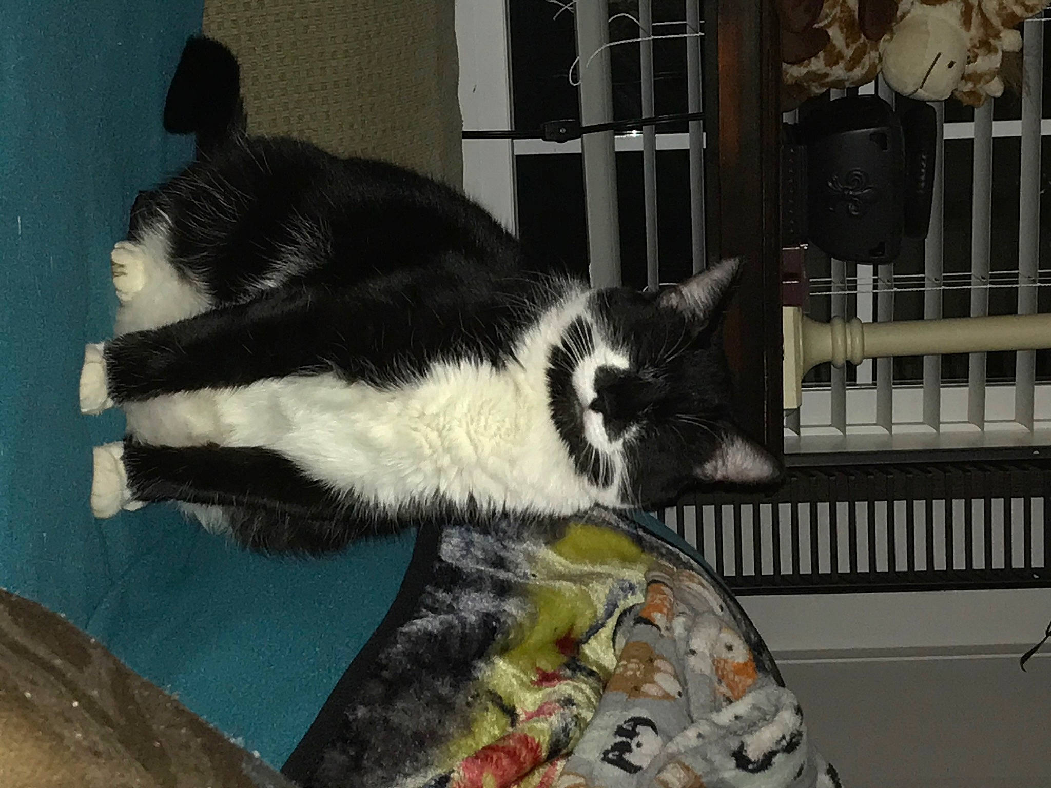 Maisy is registered to the contest to win money with this photo: carnivore, cat, cat_supply, claw, domestic_short_haired_cat, felidae, fur, natural_material, pet_supply, small_to_medium_sized_cats, snout, stairs, tail, terrestrial_animal, whiskers