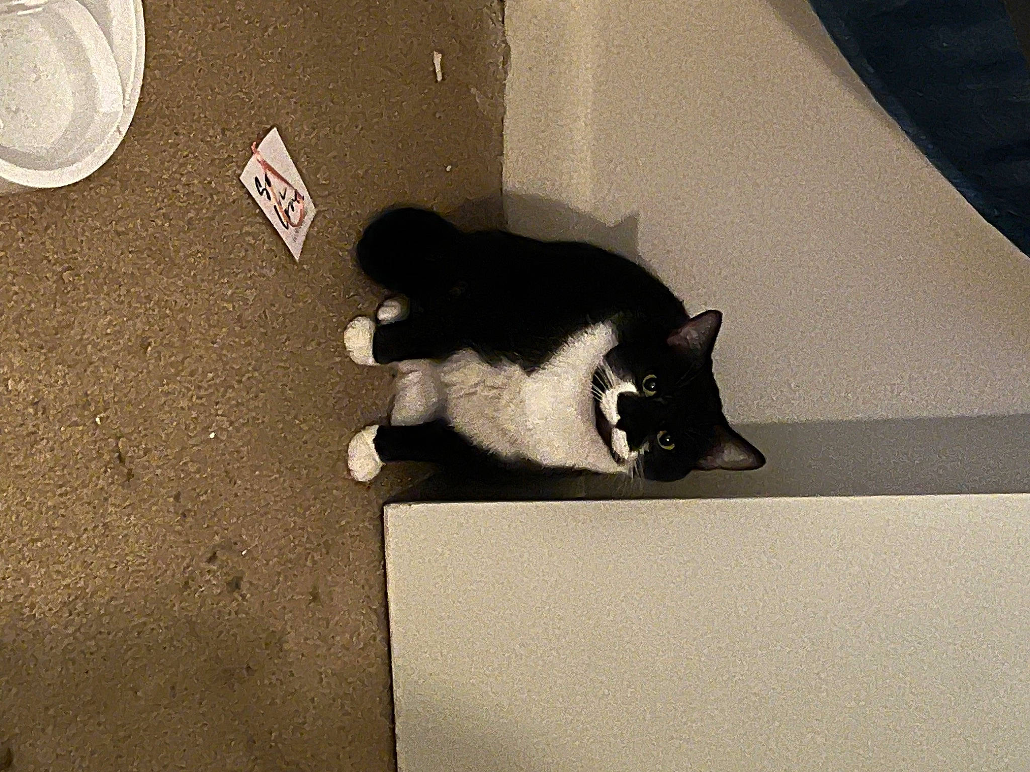 Maisy joined the competition — help win amazing prizes! asphalt, automotive_exterior, automotive_tire, carnivore, cat, comfort, concrete, domestic_short_haired_cat, felidae, floor, flooring, fur, paw, room, shadow, small_to_medium_sized_cats, snout, tail, tints_and_shades, whiskers