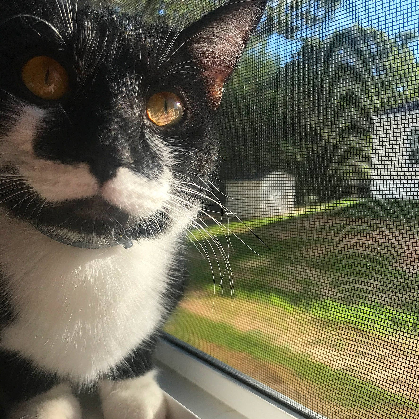 Maisy is registered to the contest to win money with this photo: black_cat, carnivore, cat, domestic_short_haired_cat, felidae, fur, grass, mesh, net, paw, plant, small_to_medium_sized_cats, snout, tail, terrestrial_animal, tree, whiskers, wildlife, window, wire_fencing