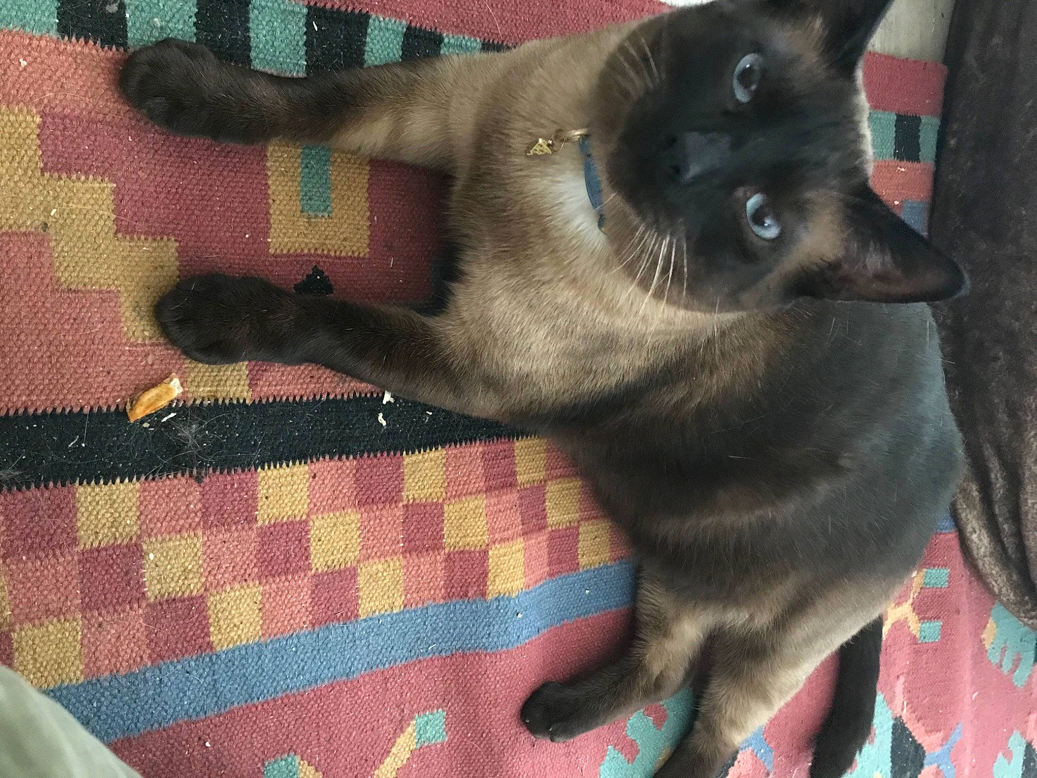 Onyx joined the competition — help win amazing prizes! carnivore, cat, creative_arts, domestic_short_haired_cat, fawn, felidae, flooring, fur, pattern, plaid, siamese, small_to_medium_sized_cats, snout, tail, tints_and_shades, whiskers, woven_fabric