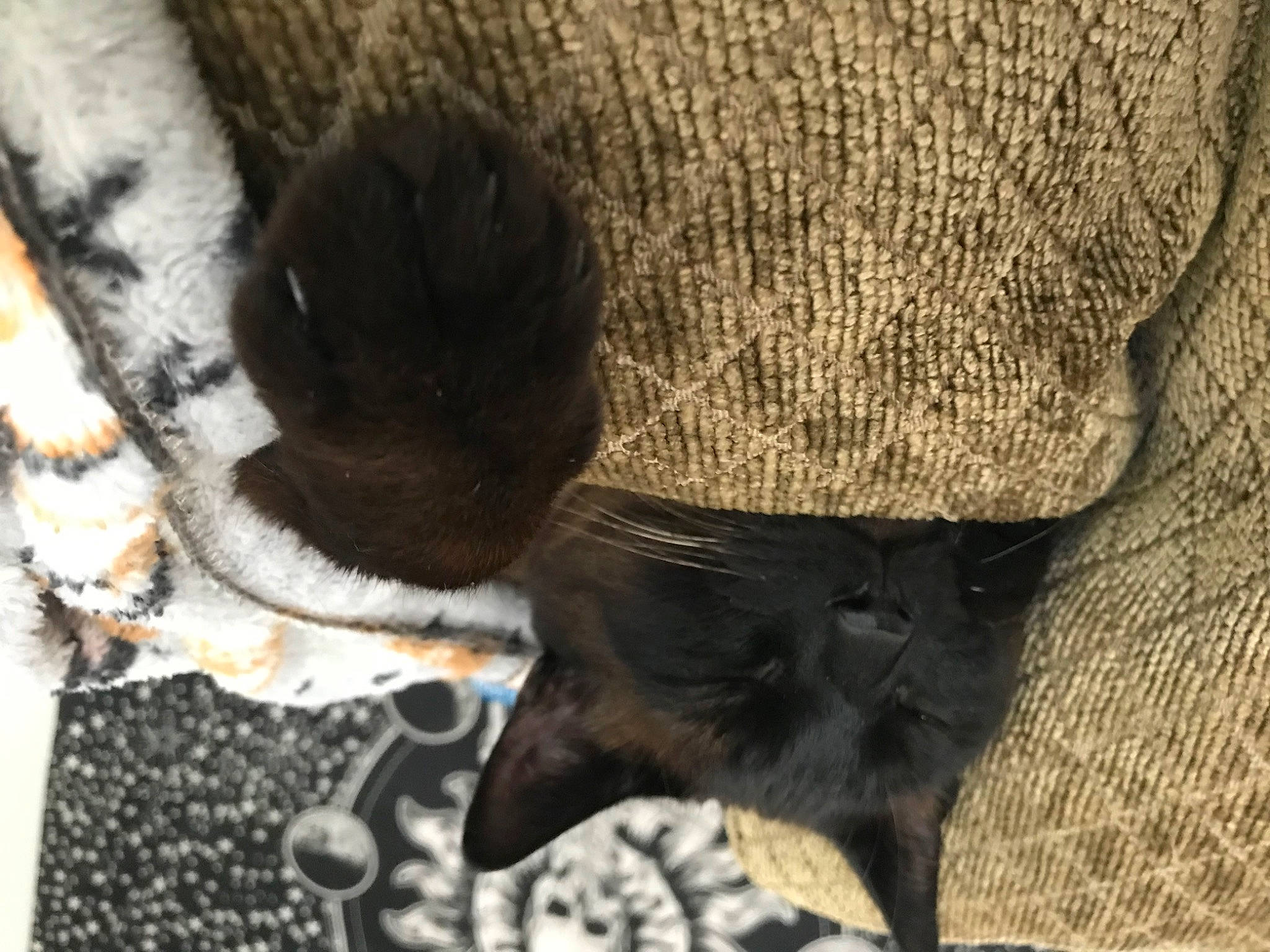 Onyx joined the competition — help win amazing prizes! carnivore, cat, cat_supply, claw, dog_breed, domestic_short_haired_cat, fawn, felidae, foot, fur, hat, human_leg, small_to_medium_sized_cats, snout, sporting_group, tail, terrestrial_animal, whiskers, wildlife, working_animal